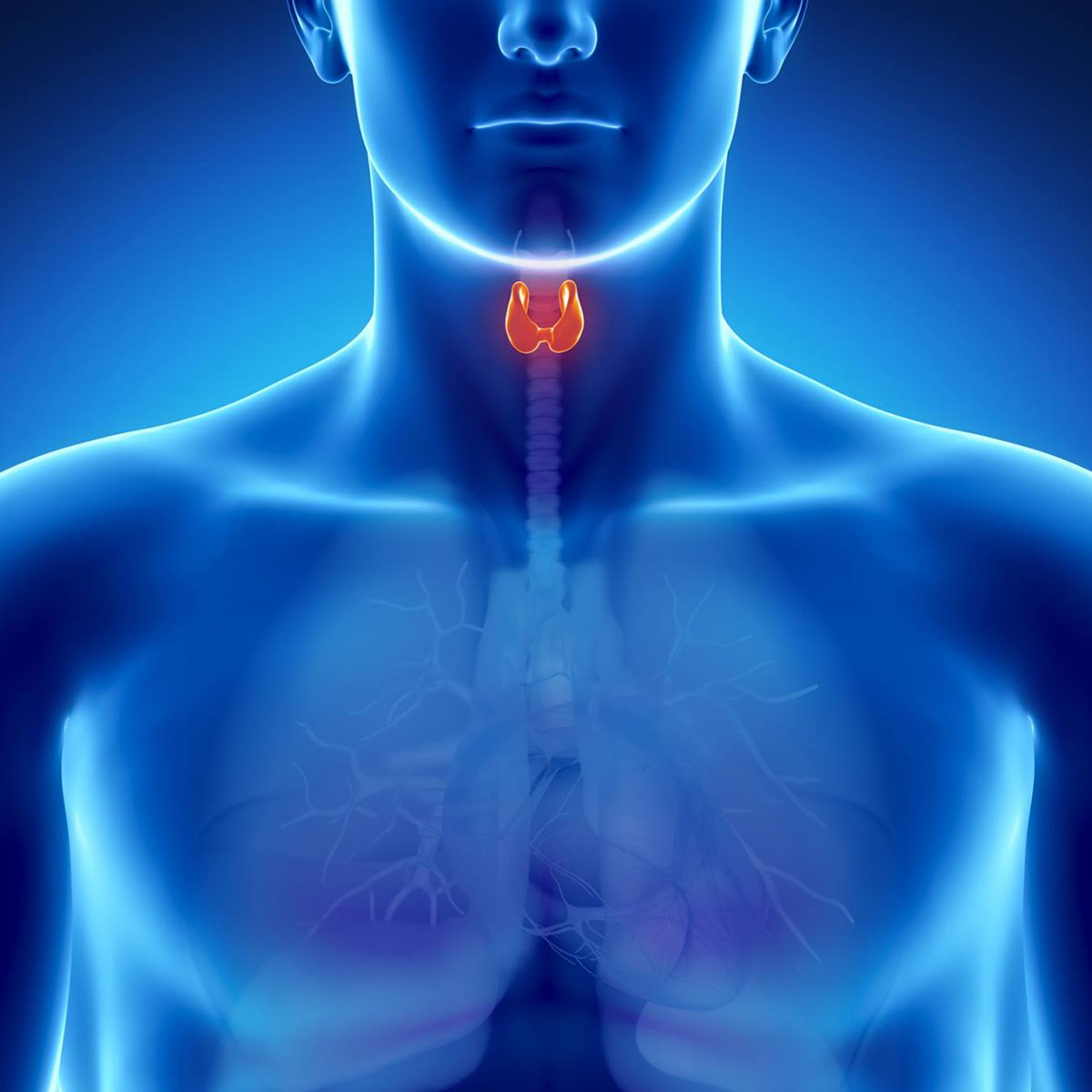 Medical illustration of the human thyroid gland